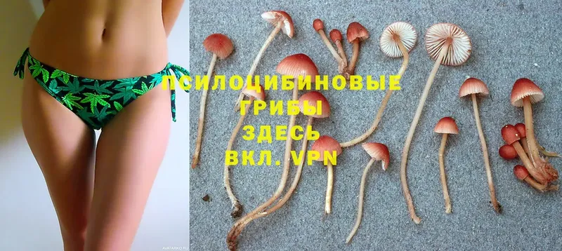 как найти закладки  Мирный  Галлюциногенные грибы Cubensis 